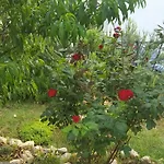 Ana Apartment Kostrena